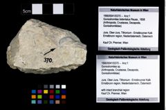 Foto (Objekt + Etikett) von Goniodromites sp.  (NHMW-GEO-1990-0041-0370)